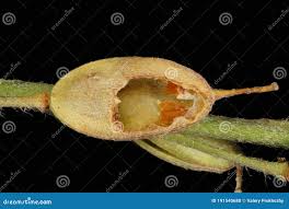 Attēlu rezultāti vaicājumam “Berteroa incana fruit”