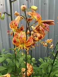 Attēlu rezultāti vaicājumam “Lilium martagon”