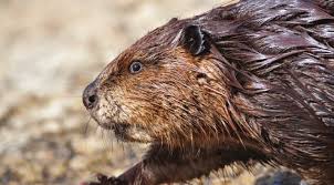 Attēlu rezultāti vaicājumam “Thecabius affinis imago”