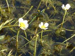 Attēlu rezultāti vaicājumam “Batrachium circinatum flower”