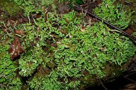 Attēlu rezultāti vaicājumam “Cladonia squamosa”