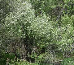 Attēlu rezultāti vaicājumam “Crataegus douglasii”