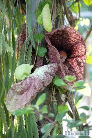 Attēlu rezultāti vaicājumam “Aristolochia durior flower”