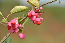 Attēlu rezultāti vaicājumam “Euonymus fruit”