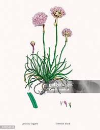 Attēlu rezultāti vaicājumam “Armeria vulgaris”