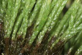 Attēlu rezultāti vaicājumam “Philonotis fontana”