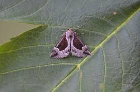 Attēlu rezultāti vaicājumam “Hypena crassalis”