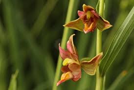 Attēlu rezultāti vaicājumam “Epirranthis diversata”