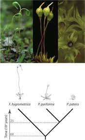 Attēlu rezultāti vaicājumam “Orthotrichum patens sporophyte”