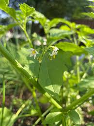 Attēlu rezultāti vaicājumam “Solanum nigrum flower”
