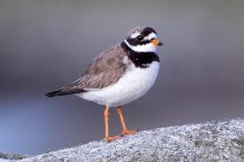 Attēlu rezultāti vaicājumam “Charadrius hiaticula adult”