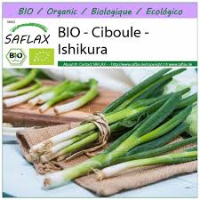 Résultat de recherche d'images pour "Allium fistulosum"