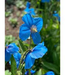 Image result for Meconopsis betonicifolia
