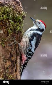 Attēlu rezultāti vaicājumam “Dendrocopos medius”