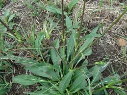 Attēlu rezultāti vaicājumam “Succisa pratensis leaf”
