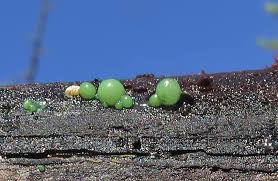 Attēlu rezultāti vaicājumam “Nostoc pruniforme”