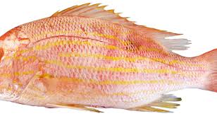 Image result for Lutjanus jocu