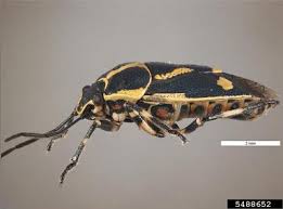 Attēlu rezultāti vaicājumam “Eurydema oleracea”