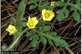 Attēlu rezultāti vaicājumam “Citrullus lanatus leaf”