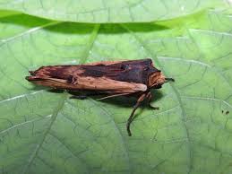 Attēlu rezultāti vaicājumam “Anticollix sparsata”