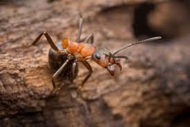 Attēlu rezultāti vaicājumam “Formica rufa”