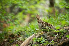 Attēlu rezultāti vaicājumam “Tetrastes bonasia juvenile”