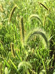 Attēlu rezultāti vaicājumam “Setaria glauca”