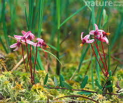 Attēlu rezultāti vaicājumam “Oxycoccus flower”