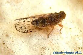 Attēlu rezultāti vaicājumam “Cixiidae”