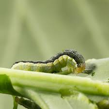 Attēlu rezultāti vaicājumam “Mamestra brassicae pupa”