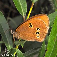 Attēlu rezultāti vaicājumam “Aphantopus hyperantus”