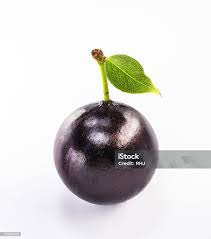 Attēlu rezultāti vaicājumam “Barbarea vulgaris subsp. arcuata fruit”