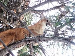 Image result for Craigmount Cougars