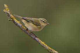 Image result for Phylloscopus ibericus