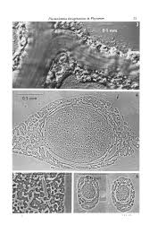 Attēlu rezultāti vaicājumam “Physarum confertum”