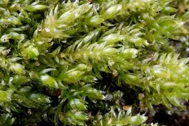 Attēlu rezultāti vaicājumam “Pseudotaxiphyllum elegans”