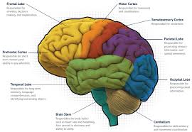 Image result for map of the brain