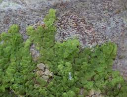 Attēlu rezultāti vaicājumam “Radula complanata”