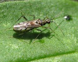 Attēlu rezultāti vaicājumam “Dicyphus nymph”