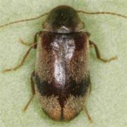 Attēlu rezultāti vaicājumam “Priobium carpini”