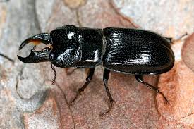 Attēlu rezultāti vaicājumam “Ceruchus chrysomelinus”