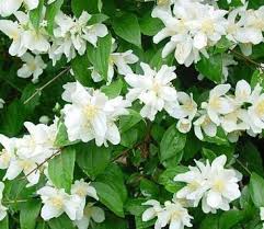 Attēlu rezultāti vaicājumam “Philadelphus coronarius”