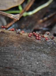 Attēlu rezultāti vaicājumam “Enerthenema papillatum macro”