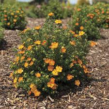 Attēlu rezultāti vaicājumam “Potentilla”