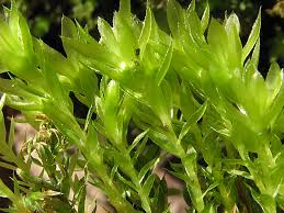 Attēlu rezultāti vaicājumam “Mnium hornum”