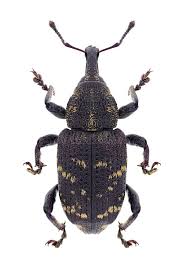 Attēlu rezultāti vaicājumam “Hylobius pinastri”