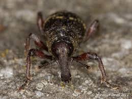 Attēlu rezultāti vaicājumam “Hylobius pinastri”