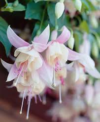 Image result for Alonsoa liniflora