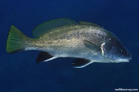 Image result for Sciaena umbra