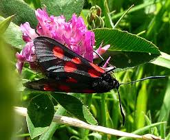 Attēlu rezultāti vaicājumam “Zygaena lonicerae”
